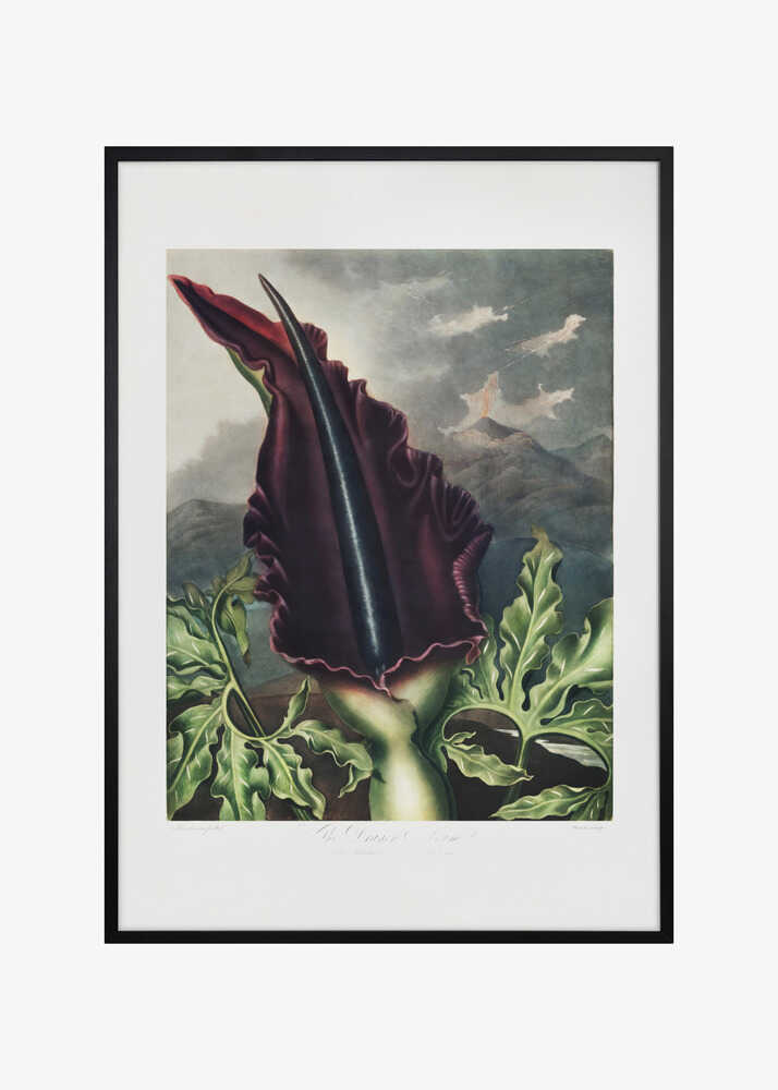 The Dragon Arum from The Temple of Flora (1807)