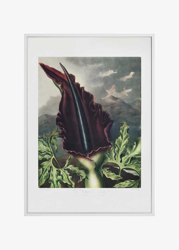 The Dragon Arum from The Temple of Flora (1807)