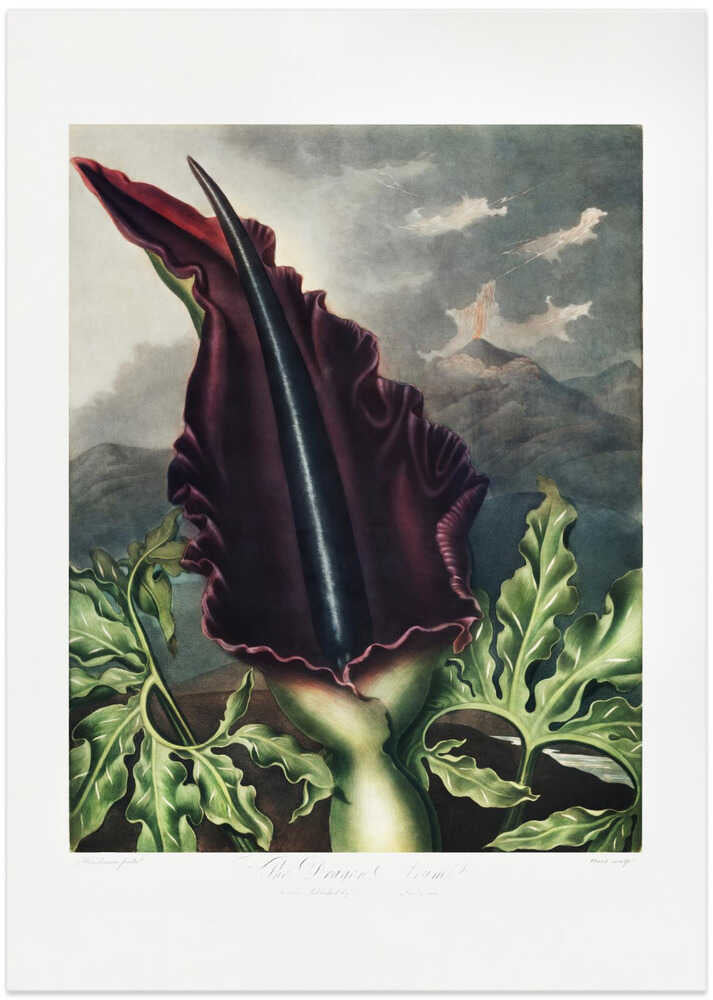 The Dragon Arum from The Temple of Flora (1807)