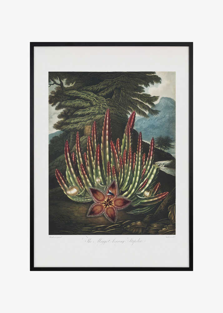 The Maggot–Bearing Stapelia from The Temple of Flora (1807)