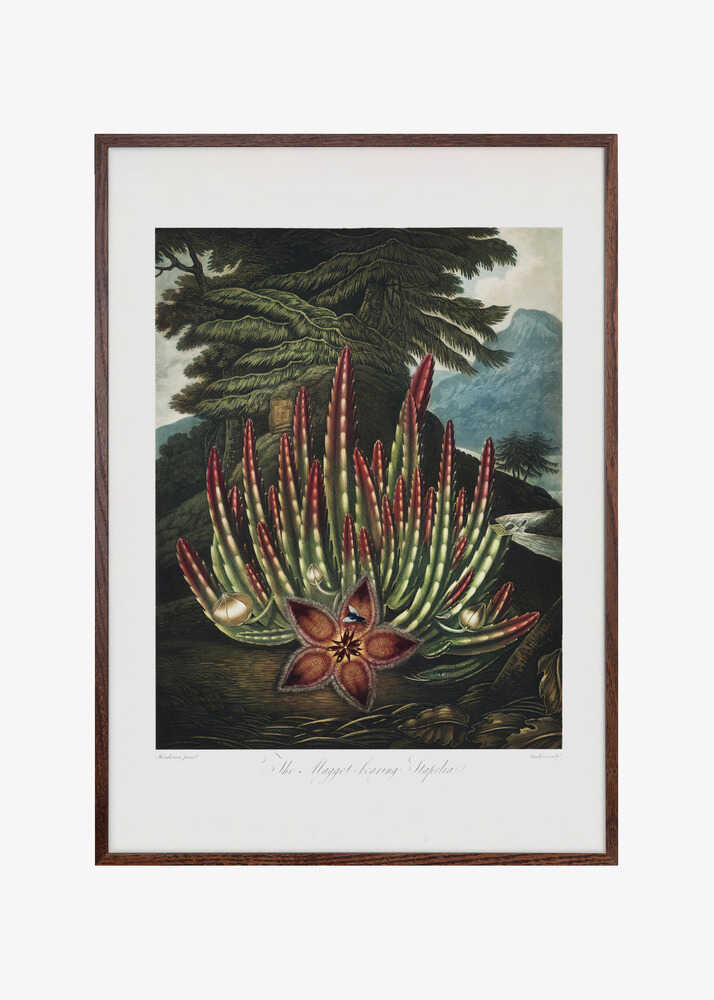 The Maggot–Bearing Stapelia from The Temple of Flora (1807)