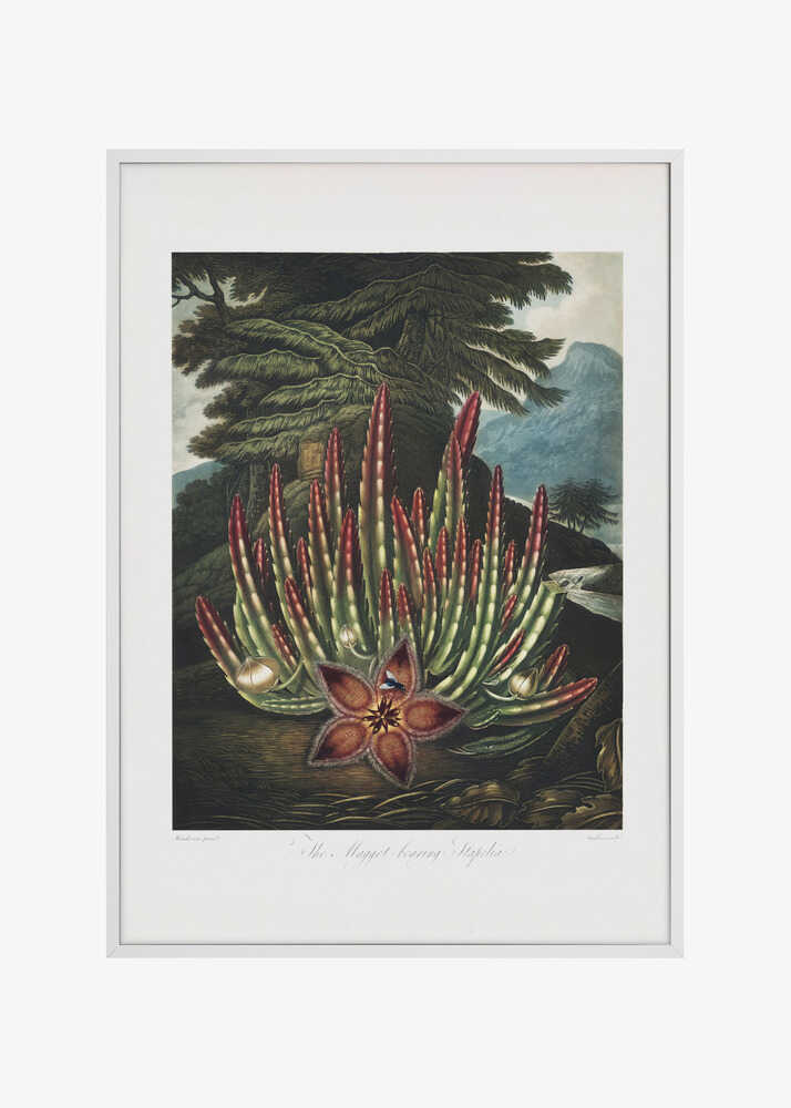 The Maggot–Bearing Stapelia from The Temple of Flora (1807)