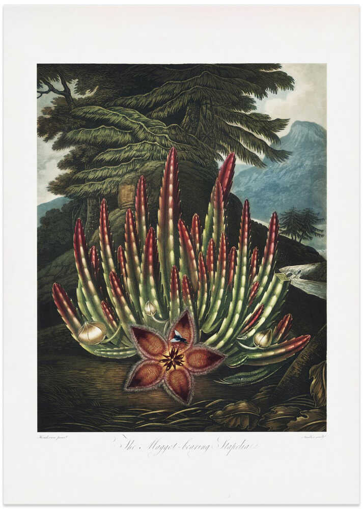 The Maggot–Bearing Stapelia from The Temple of Flora (1807)