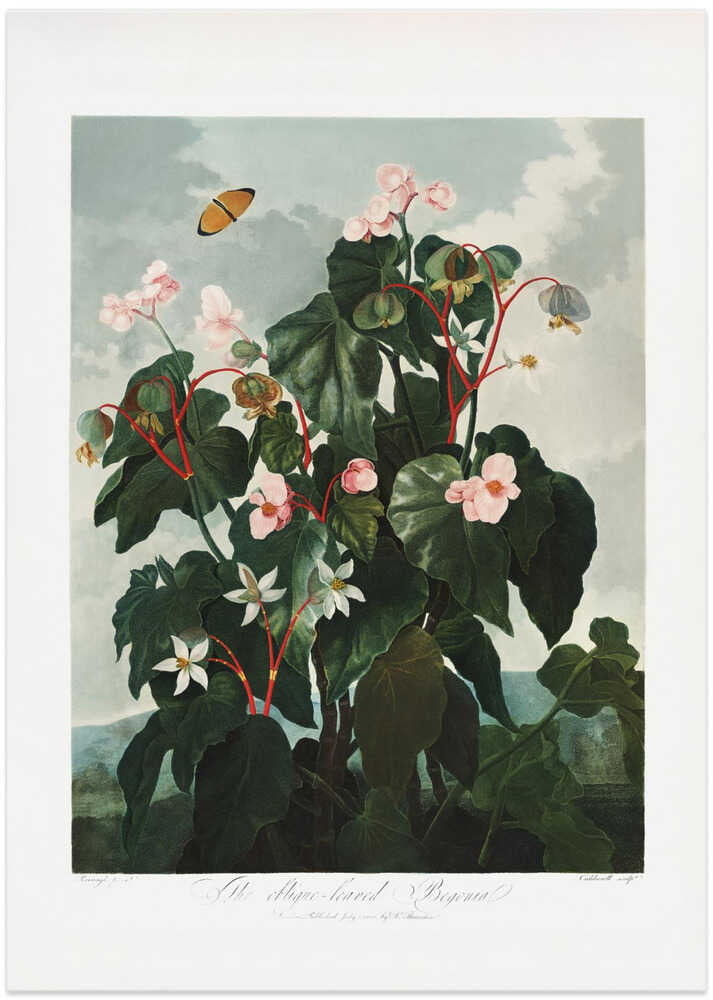 The Oblique–Leaved Begonia from The Temple of Flora (1807)