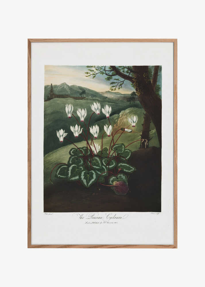The Persian Cyclamen from The Temple of Flora (1807)