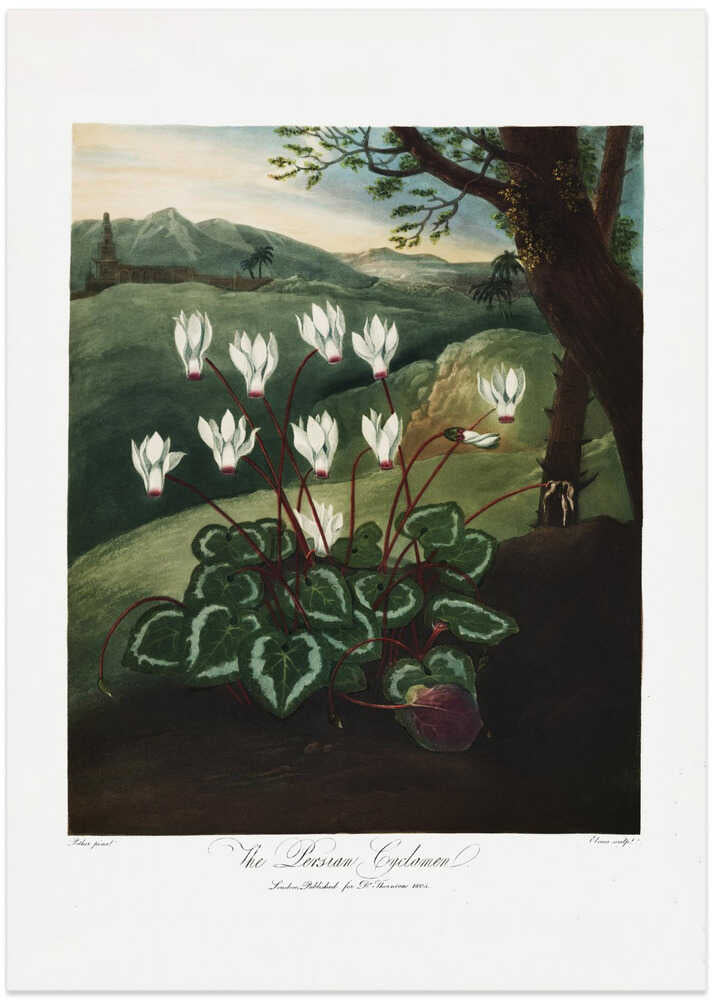 The Persian Cyclamen from The Temple of Flora (1807)