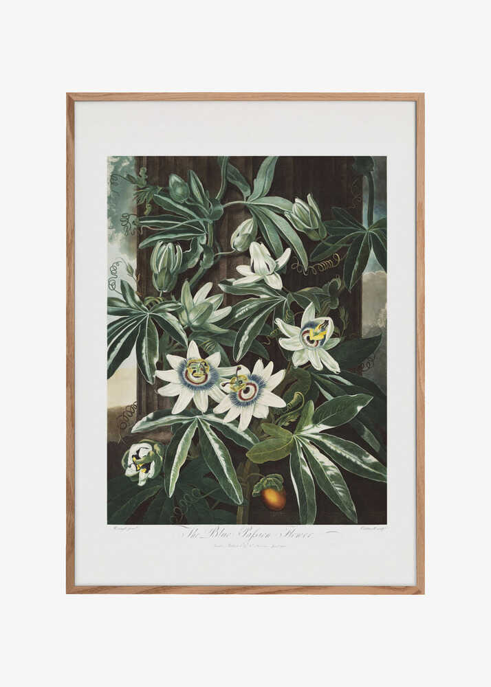 The Passiflora Cerulea from The Temple of Flora (1807)