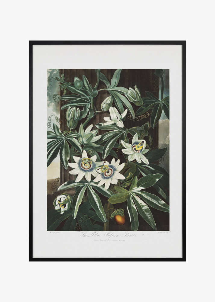 The Passiflora Cerulea from The Temple of Flora (1807)