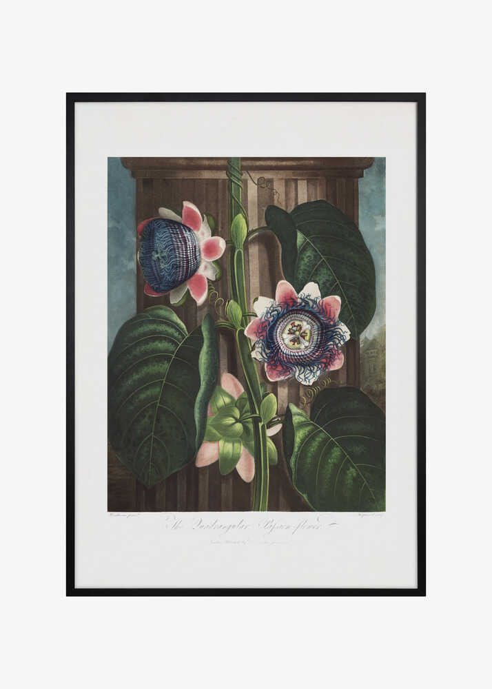 The Quadrangular Passion Flower from The Temple of Flora (1807)