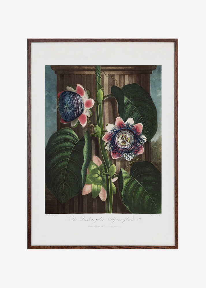 The Quadrangular Passion Flower from The Temple of Flora (1807)