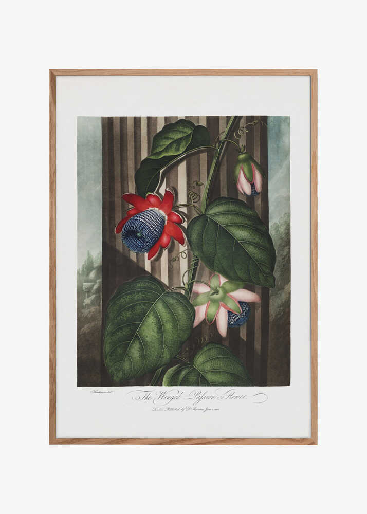 The Winged Passion-Flower from The Temple of Flora (1807)