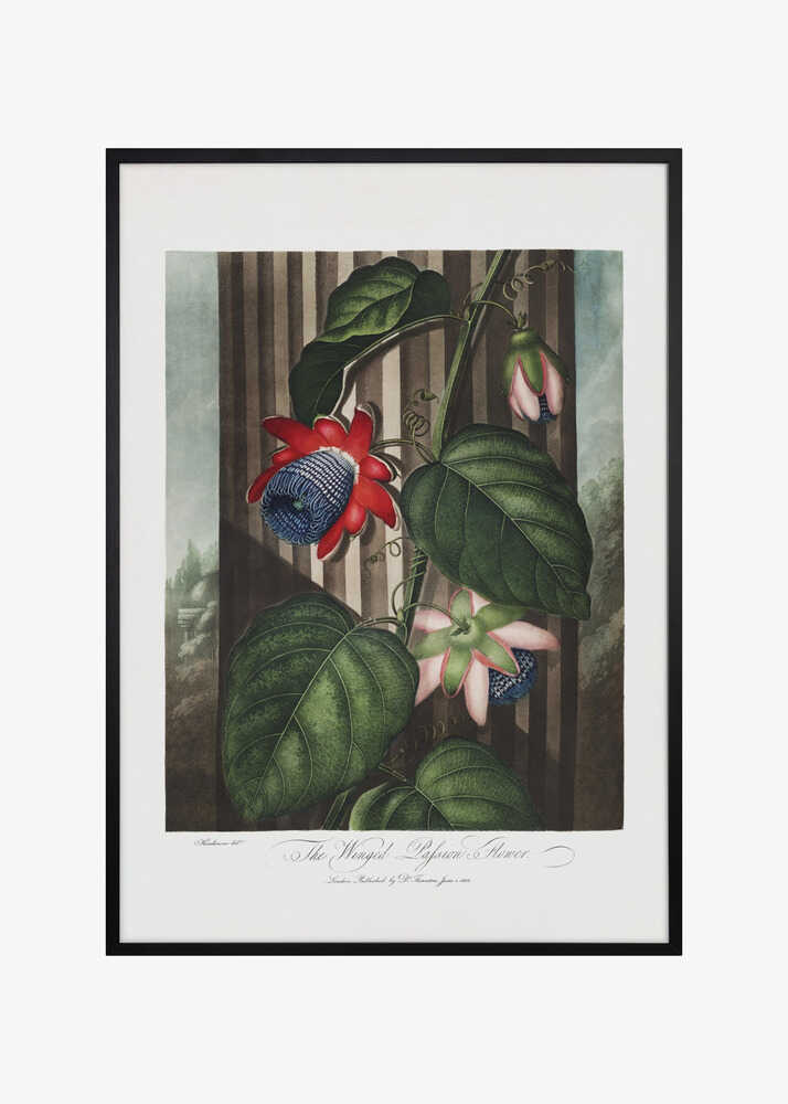 The Winged Passion-Flower from The Temple of Flora (1807)