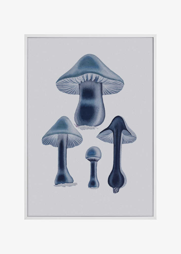 Agaricus Bulbosus - Blue