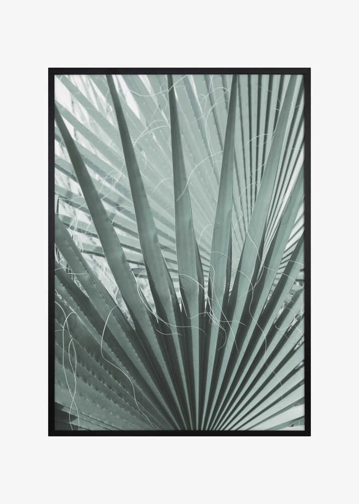 Frond Geometry