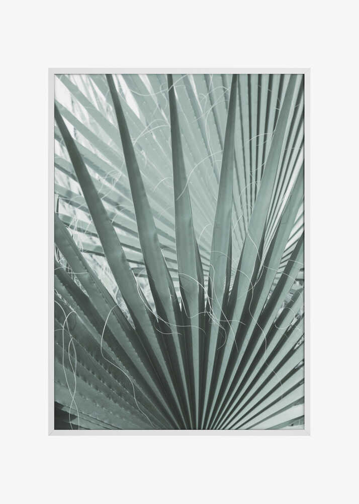 Frond Geometry