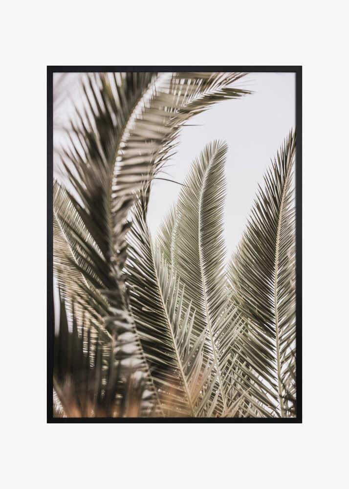 Whispers of Palms