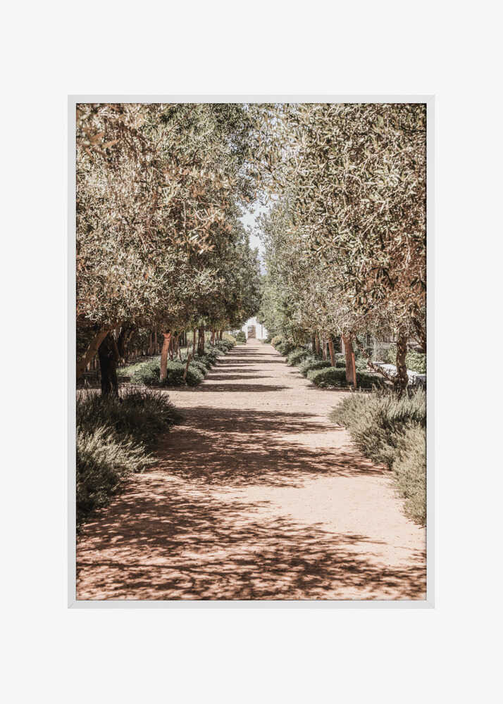 A Serene Tree Lined Path with Sunlight