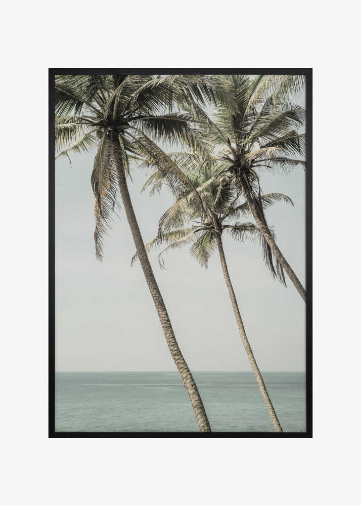 Ocean Breeze Palms