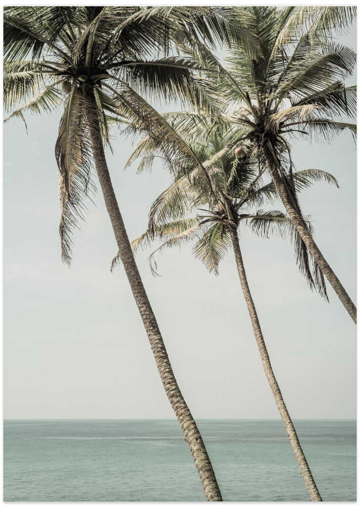 Ocean Breeze Palms