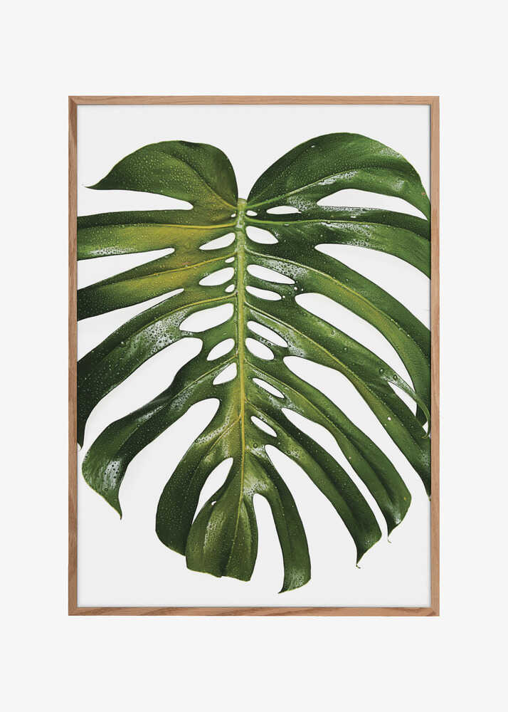 Verdant Monstera Leaf