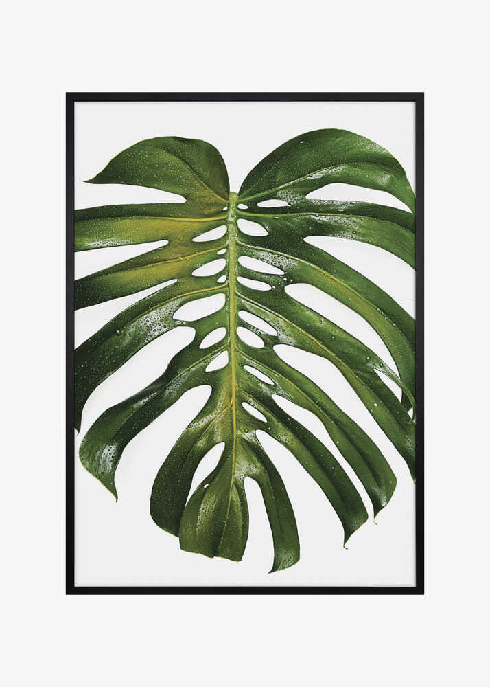 Verdant Monstera Leaf