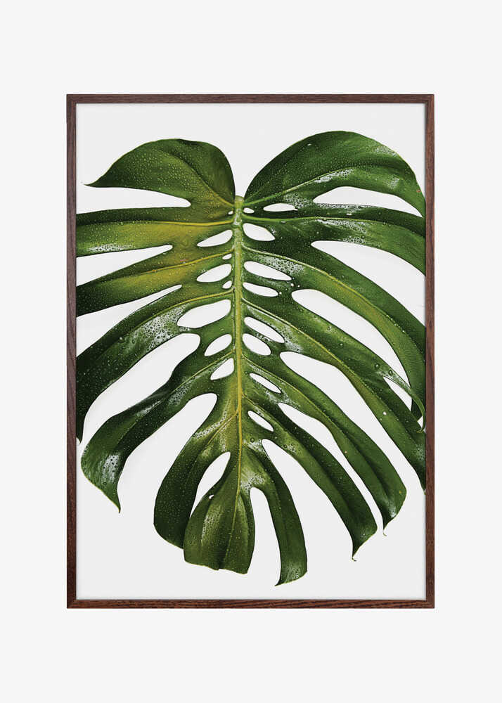 Verdant Monstera Leaf