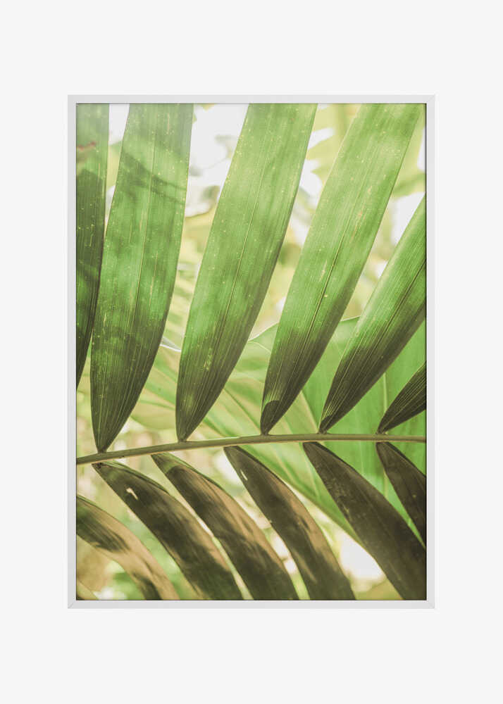 Beauty Of Palm Leaves