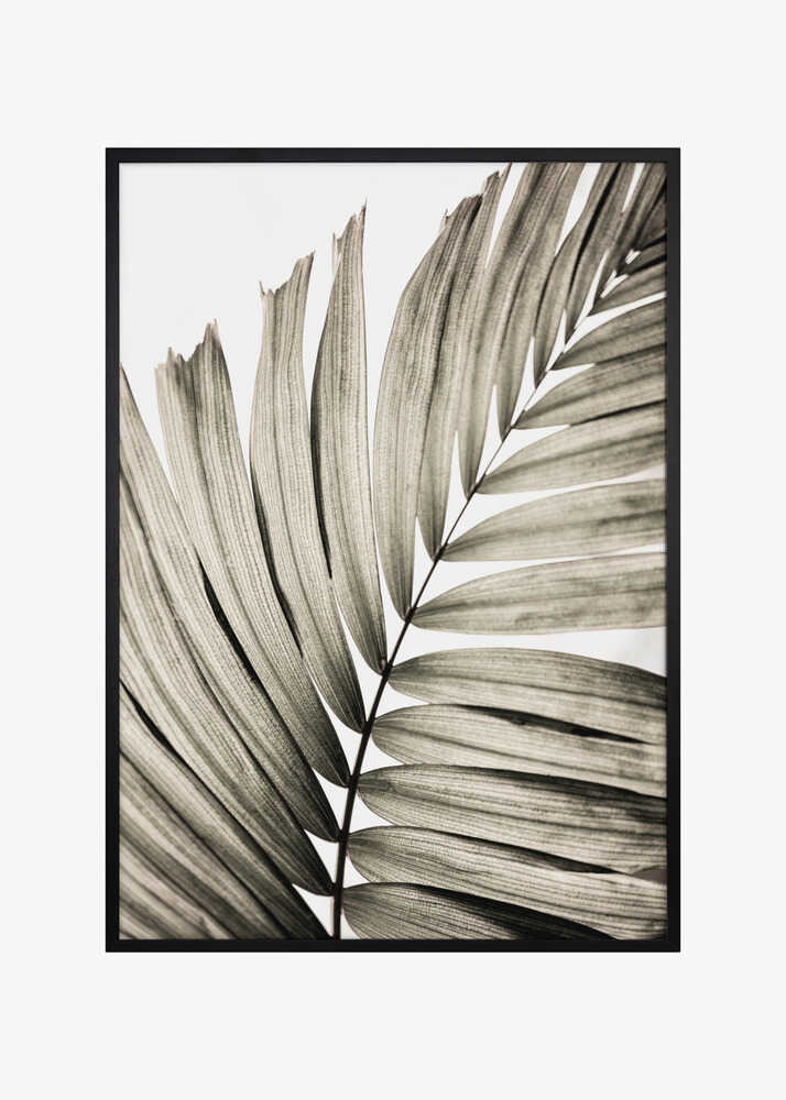 Palm Leaves 22