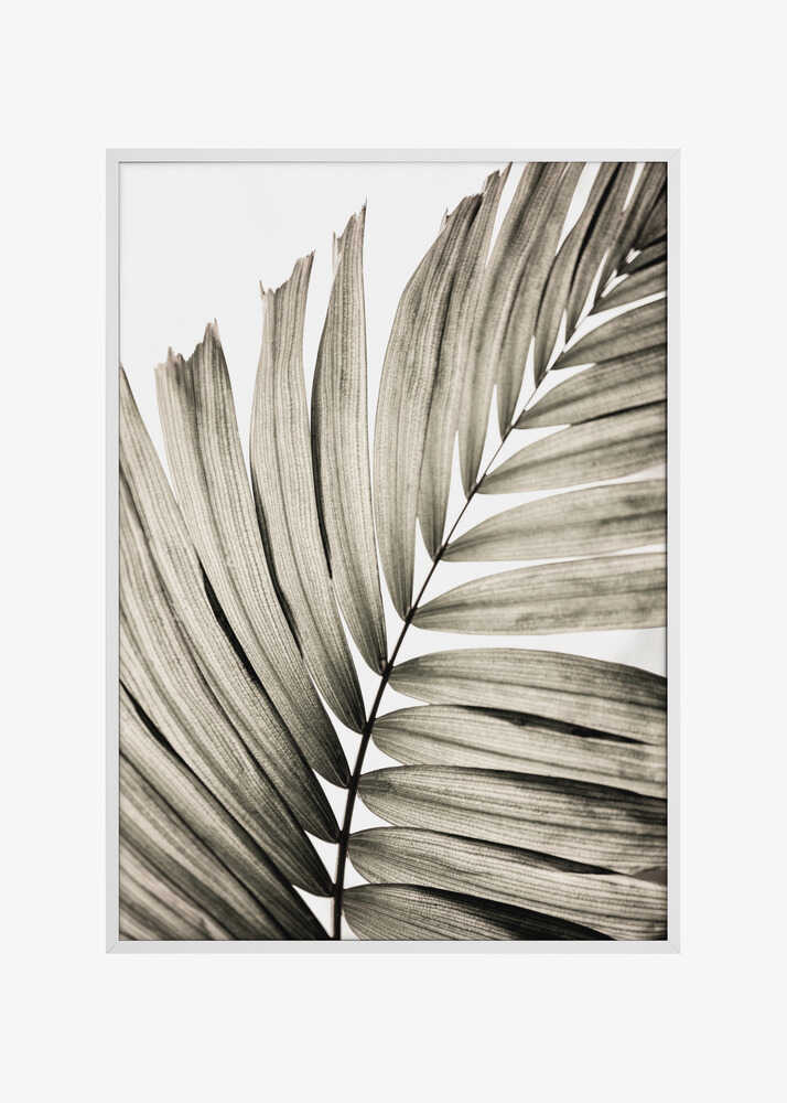 Palm Leaves 22