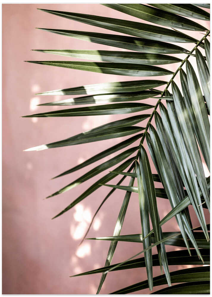 Palm Leaves 23