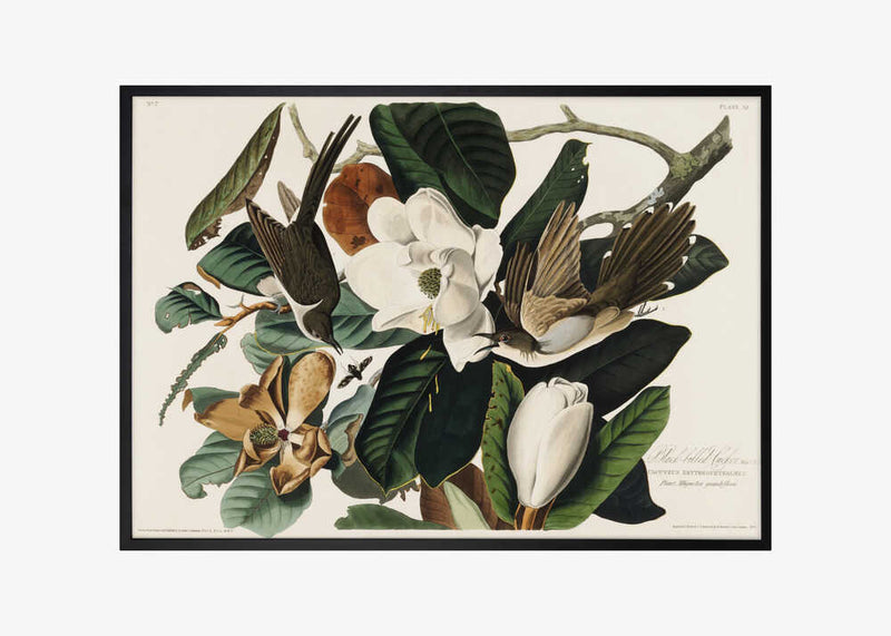 Black Billed Cuckoo From Birds of America (1827)