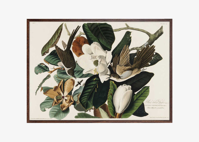 Black Billed Cuckoo From Birds of America (1827)