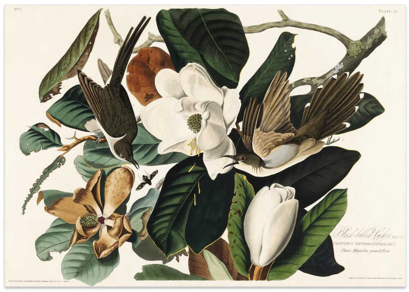 Black Billed Cuckoo From Birds of America (1827)