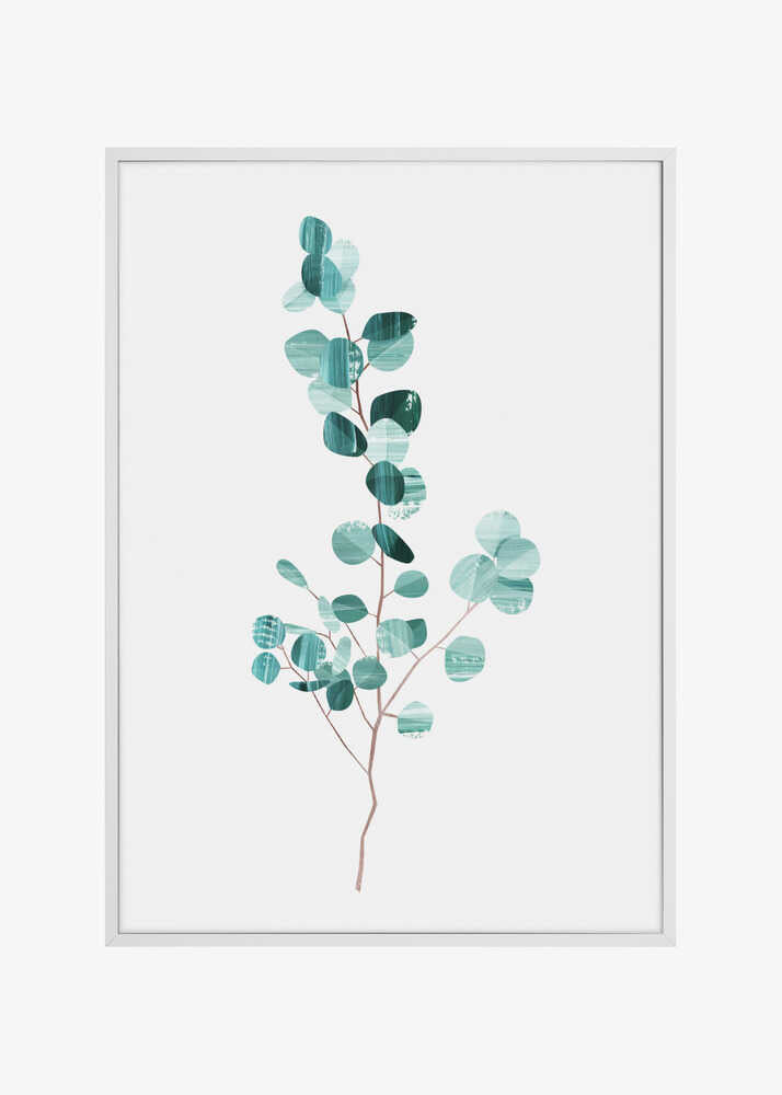 Eucalyptus
