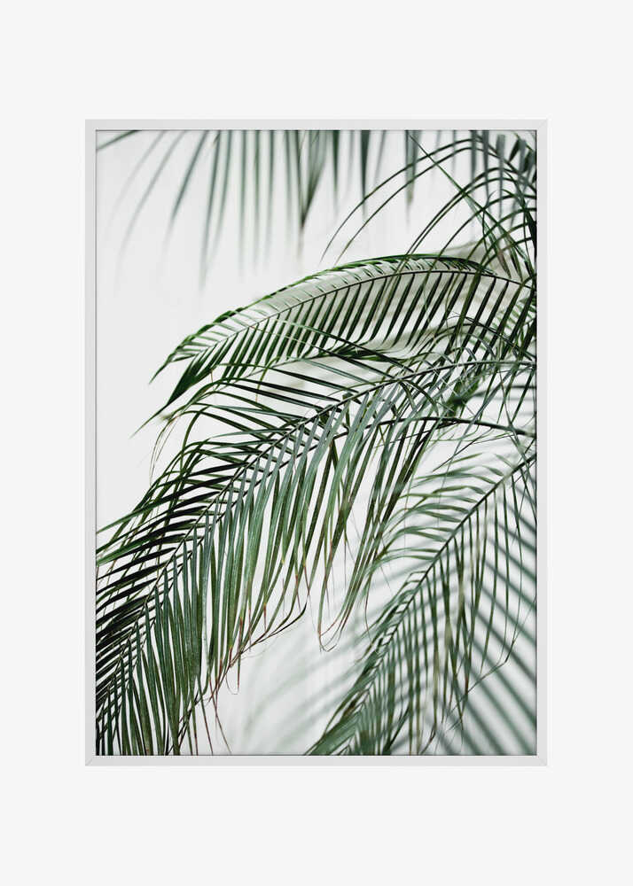 Palm Leaves 21