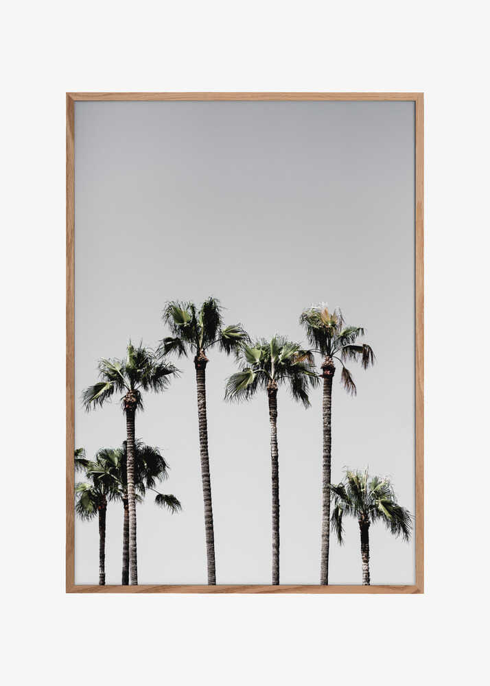 Palm Trees 5