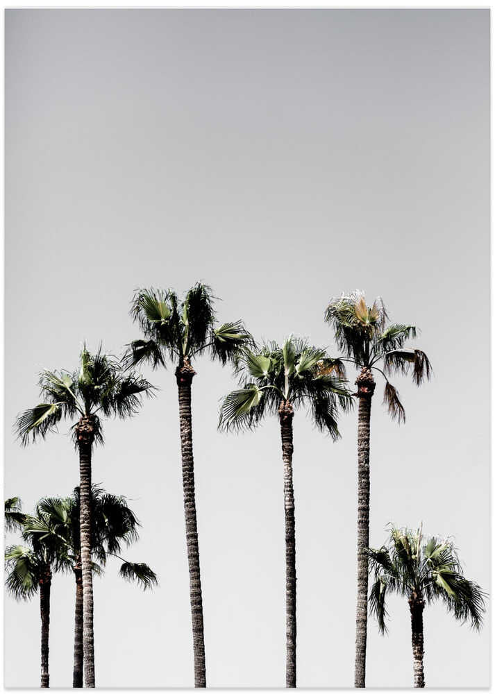 Palm Trees 5