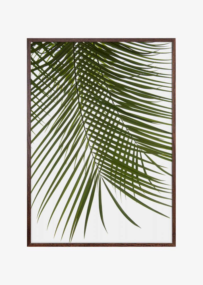 Palm Leaves Foliage Photo IV
