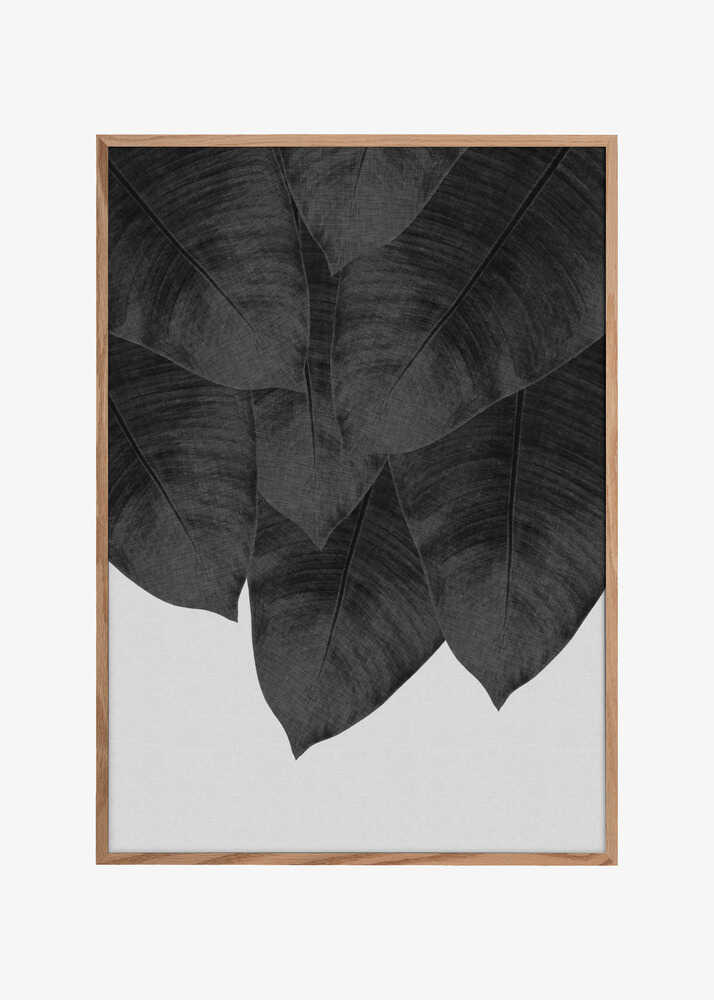 Banana Leaf Black &amp; White III