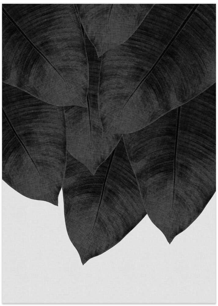 Banana Leaf Black &amp; White III