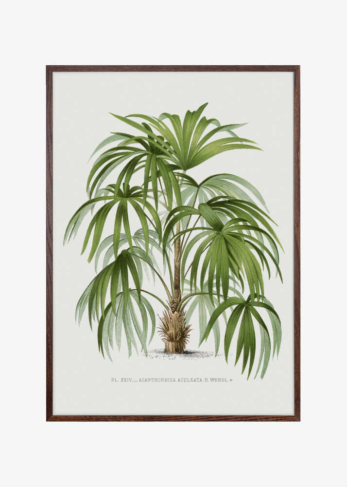 Xxiv Acanthorhiza Aculeata