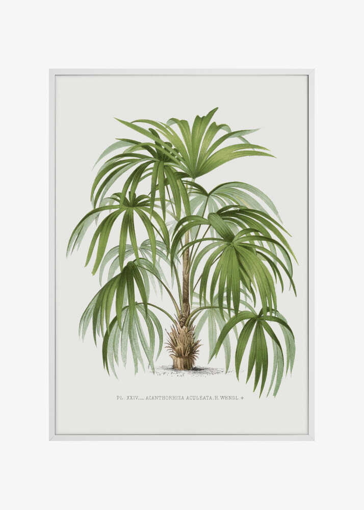 Xxiv Acanthorhiza Aculeata