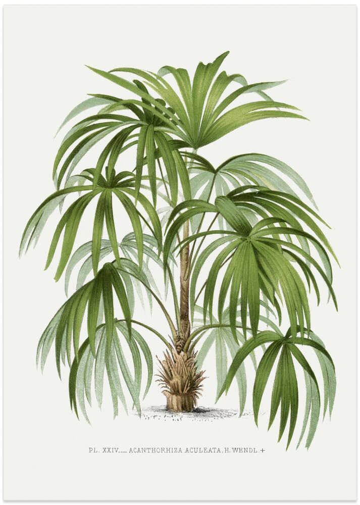 Xxiv Acanthorhiza Aculeata