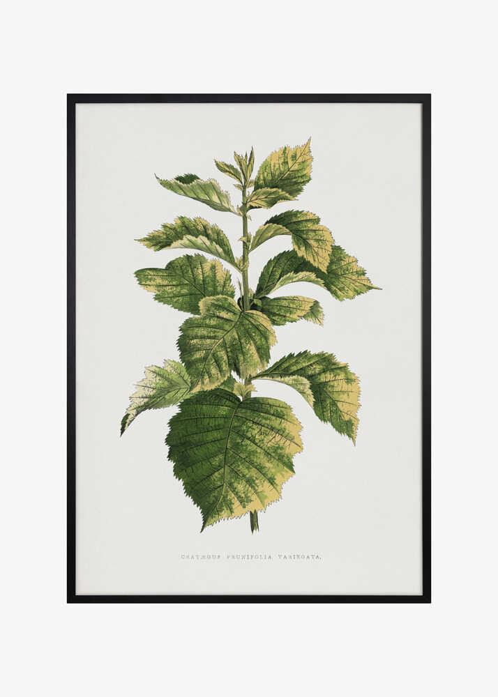 Common Hawnthorn Leaf Illustration