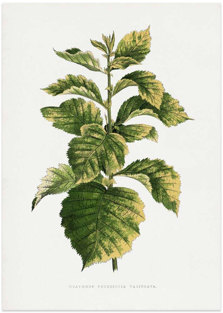Common Hawnthorn Leaf Illustration