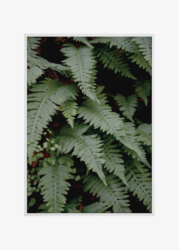 wild fern
