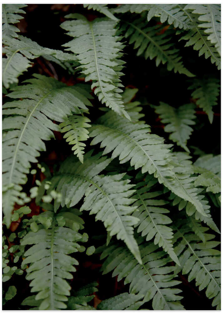 wild fern