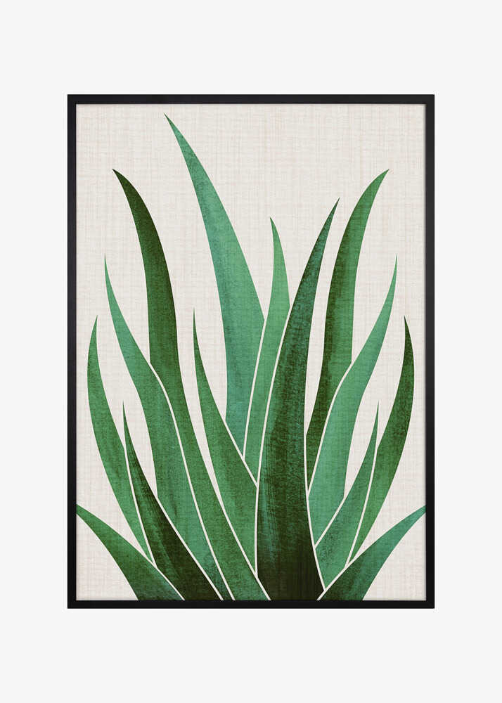 Desert Agave 4