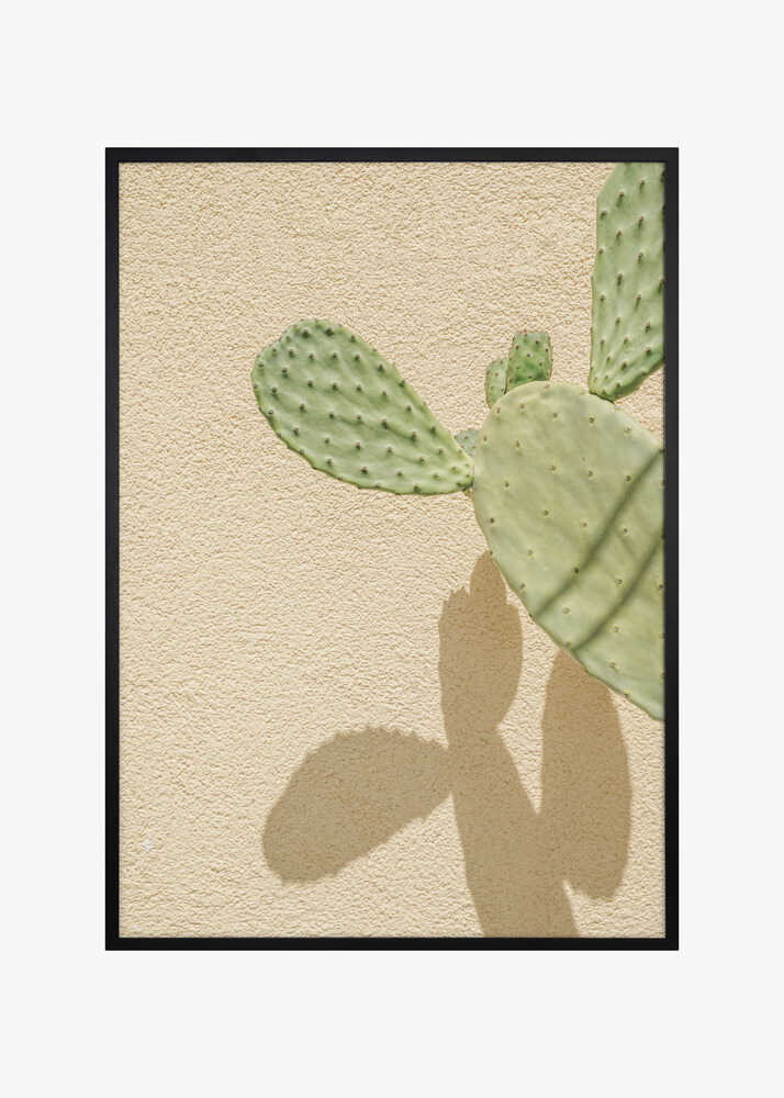 Cacti Shadowplay