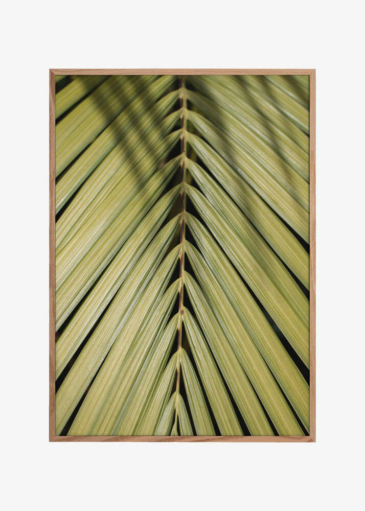 Tropical Leaf